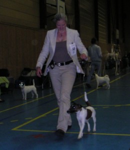 Tingeling får STORcert på Terrierspesialen i Lier, Drammen 14/6-2008.